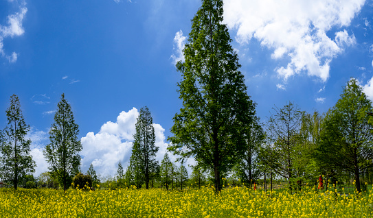 Rural farmland with yellow wildflowers under blue sky and white clouds