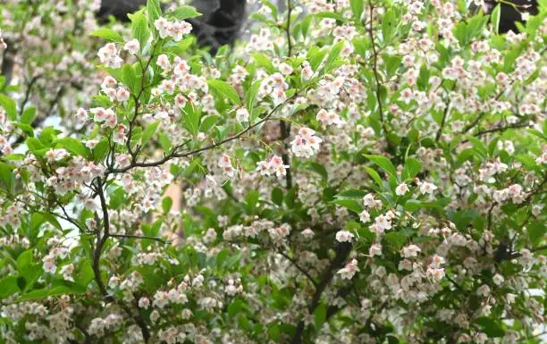 Japanese snowbell ( Styrax japonica ) flowers. Styracaceae deciduous tree. White flowers bloom downward in early summer.