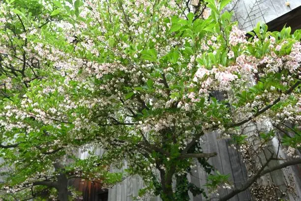 Japanese snowbell ( Styrax japonica ) flowers. Styracaceae deciduous tree. White flowers bloom downward in early summer.