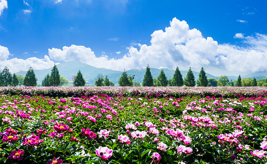 Peony flower field in Hapcheon Hotdeul Ecological Park (May 11, 2023, Hapcheon-gun, Gyeongsangnam-do, Korea)