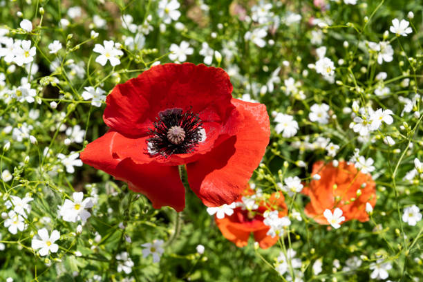Haman Akyangdeok Poppy Flower Field Festival (May 11, 2023, Haman-gun, Gyeongsangnam-do, Korea)