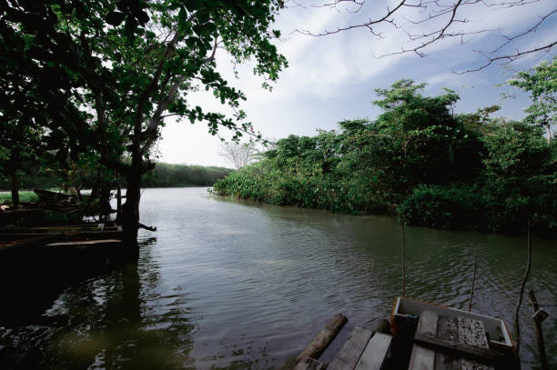 istock Jungle natural landscape with mangroves. Colombia. 1489263099