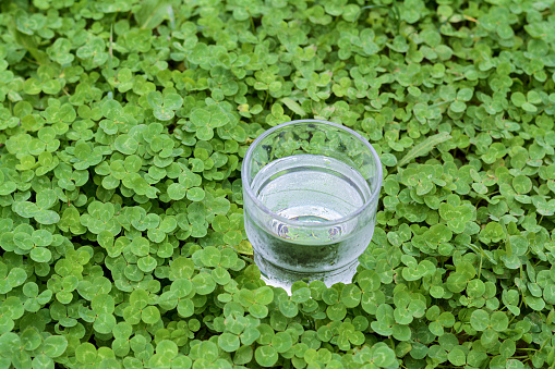 Glass of water in green clovers outdoors