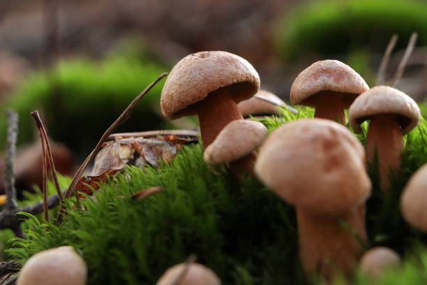 istock Beautiful small mushrooms growing in grass outdoors, closeup 1489263370