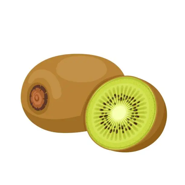 Vector illustration of Kiwi