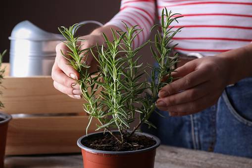 Woman taking care of potted rosemary plant at wooden table, closeup