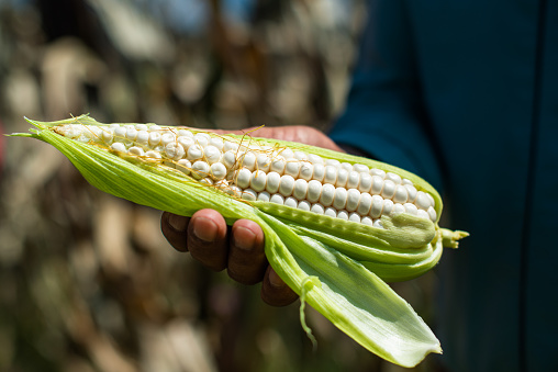 Horizontal photograph of a brown-skinned hand, likely Latino, holding a peeled corn cob where the kernels are visible. In the background, a cornfield can be seen, symbolizing the connection between the harvest and the land.