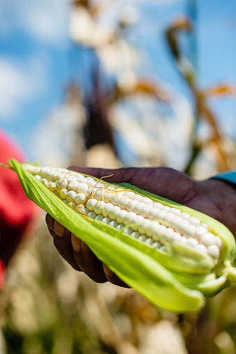 Vertical photograph of a Latino hand holding a freshly harvested tender corn cob in the field. The image symbolizes the freshness of the produce and the hard work of farmers.