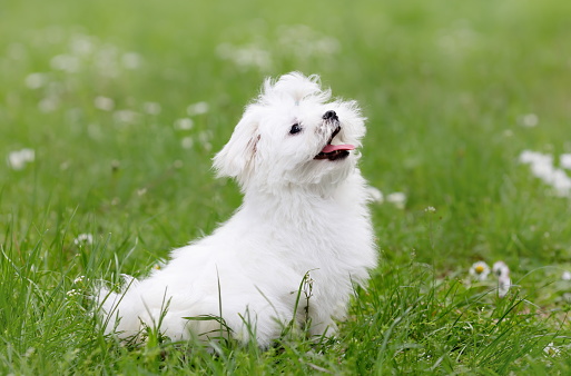Happy white puppy of maltese breed dog sitting on green grass
