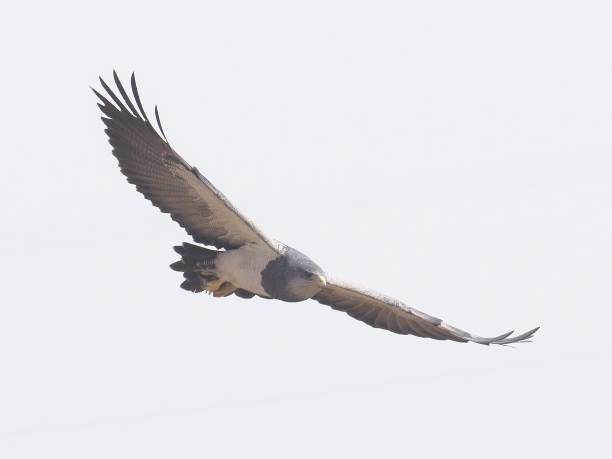 An adult Black-chested Buzzard Eagle soars over the Andes in central Chile An adult Black-chested Buzzard Eagle (Geranoaetus melanoleucus), one of the largest birds-of-prey in southern South America, soars over the Andes in central Chile while searching for rabbits and reptile prey items young black chested buzzard eagle geranoaetus melanoleucus stock pictures, royalty-free photos & images