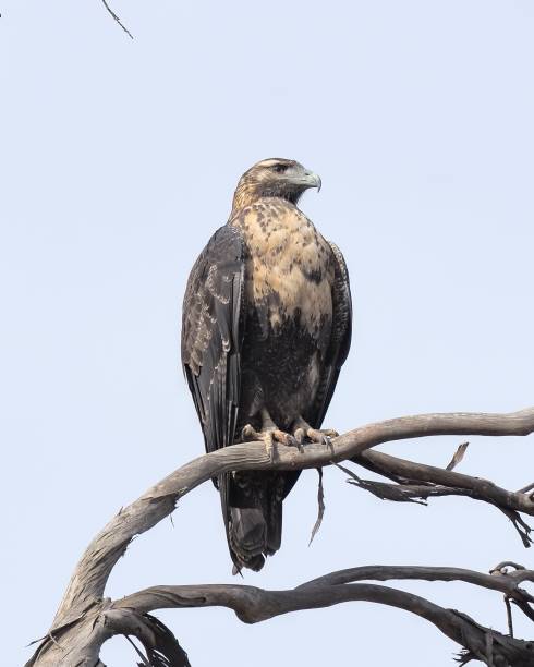 A juvenile Black-chested Buzzard Eagle perches on a dead tree branch A juvenile Black-chested Buzzard Eagle (Geranoaetus melanoleucus), one of the largest birds-of-prey in southern South America, perches on a dead tree branch in central Chile while searching for rabbits and reptiles. young black chested buzzard eagle geranoaetus melanoleucus stock pictures, royalty-free photos & images