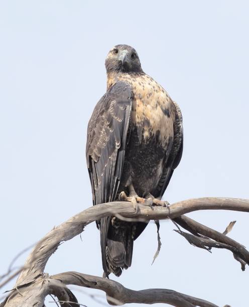 A juvenile Black-chested Buzzard Eagle perches on a dead tree branch A juvenile Black-chested Buzzard Eagle (Geranoaetus melanoleucus), one of the largest birds-of-prey in southern South America, perches on a dead tree branch in central Chile while searching for rabbits and reptiles. young black chested buzzard eagle geranoaetus melanoleucus stock pictures, royalty-free photos & images