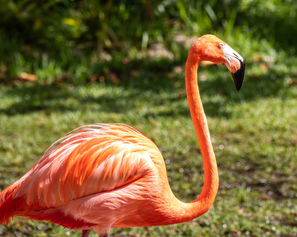 istock Pink Flamingo 1489272685