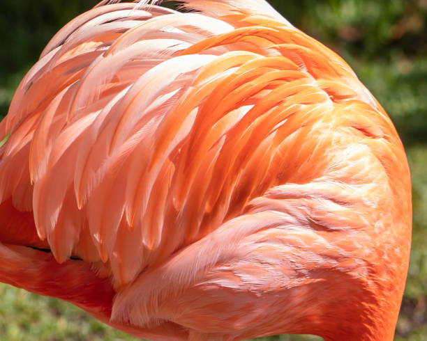 istock Pink Flamingo 1489272691