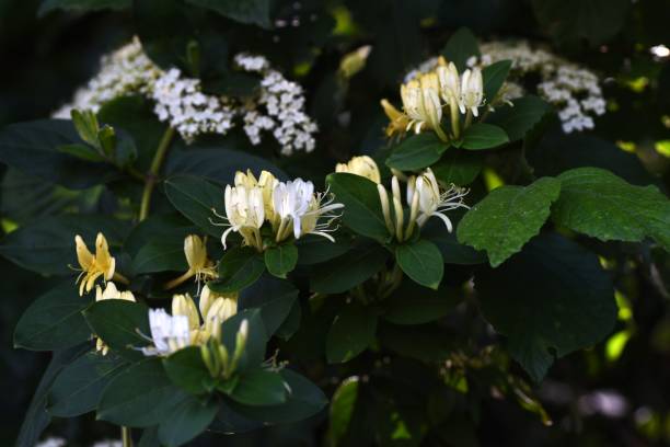 istock Japanese honeysuckle ( Lonicera japonica ) flowers. 1489272745