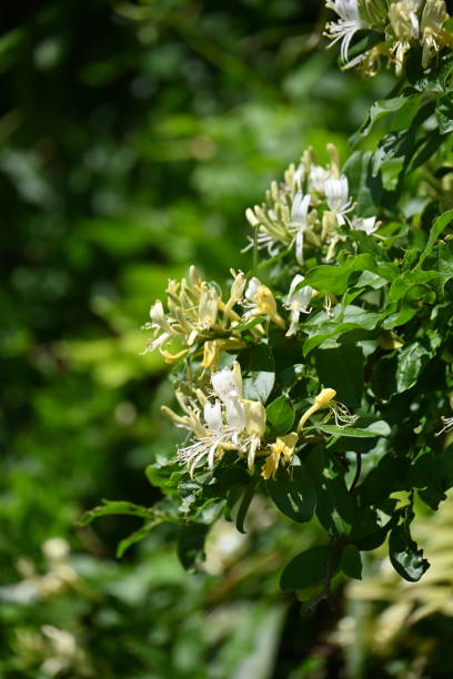 istock Japanese honeysuckle ( Lonicera japonica ) flowers. 1489272769