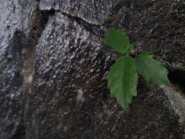 istock Small green wild plants grow 1489274989