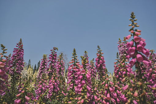 Macro shot of pink salvia flowers in bloom