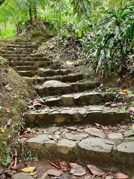 istock Staircase in the tropical rainforest 1489279322