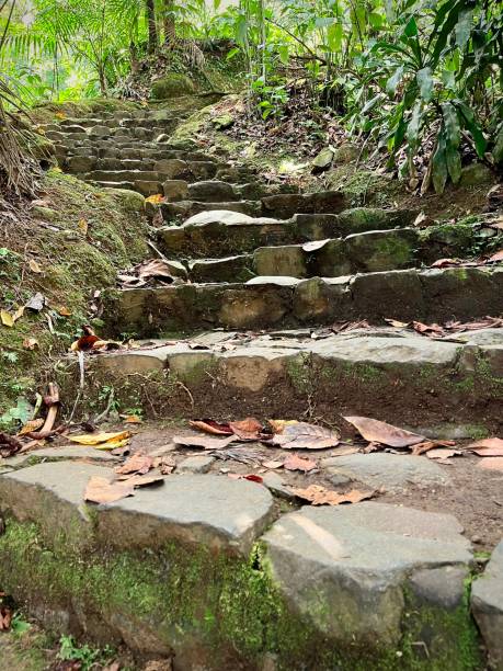 istock Staircase in the tropical rainforest 1489279327