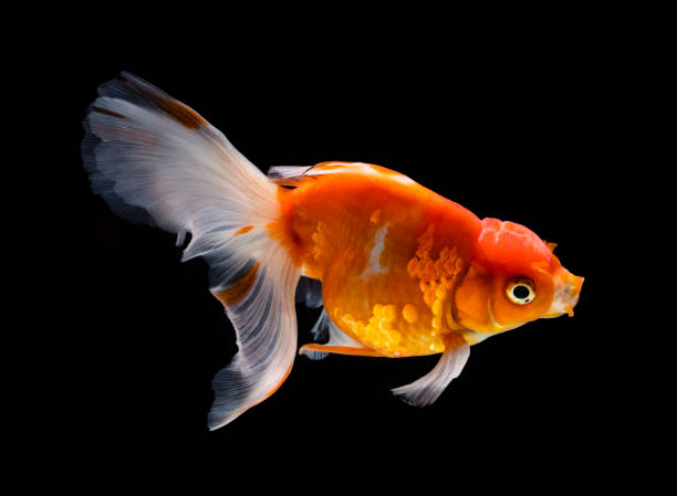 어두운 검은 색 배경에 고립 된 금붕어 - fish siamese fighting fish isolated multi colored 뉴스 사진 이미지