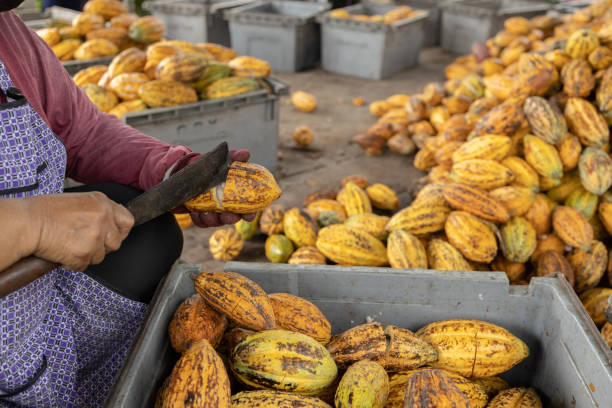 istock Cocoa beans and cocoa pod on a wooden surface. 1489280193