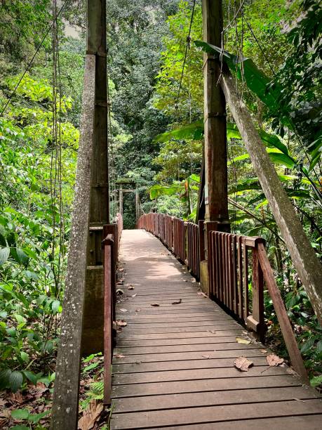 istock Suspension bridge in the tropical rainforest 1489281664