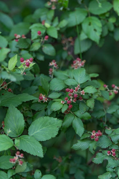 Dewberries which will soon turn sweet and turn from red to black. Wild dewberries growing in East Texas in springtime. dewberry stock pictures, royalty-free photos & images