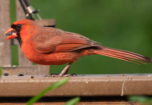 istock A  handsome Northern Cardinal on the backyard bird feeder 1489285894