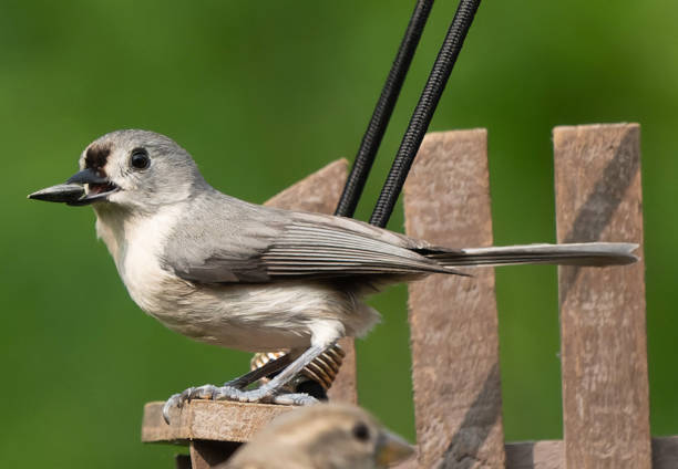 Tufted titmouse in afternoon light. A common visitor to bird feeders in the eastern U.S.