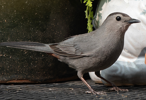 Gray Catbird arrives on the backyard deck