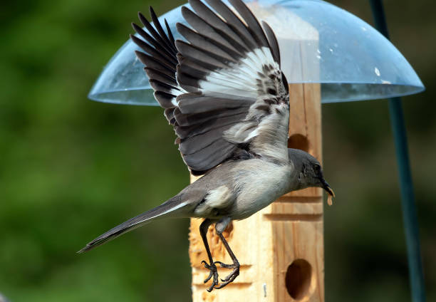 istock Northern Mockingbird at the bird feeder 1489285938