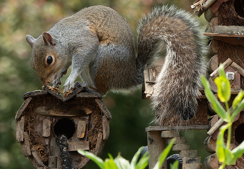 A Gray Squirrel on the birdhouse roof