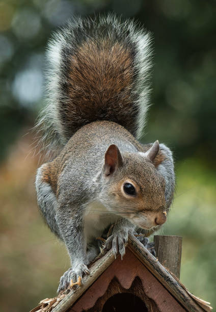 istock A Gray Squirrel on the birdhouse roof 1489285989