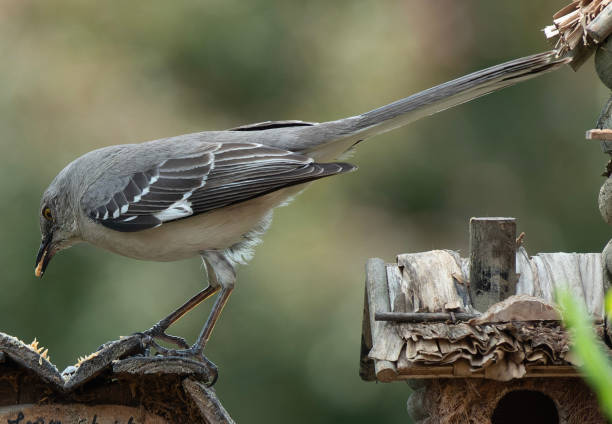 istock Northern Mockingbird on the birdhouse roof 1489286010