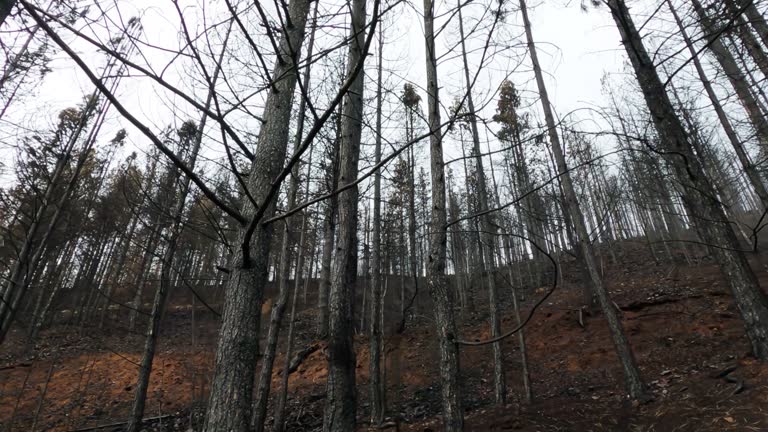 Black ashes of canary pine after big forest fire, black ash ground after the fire. Natural disaster and global warming