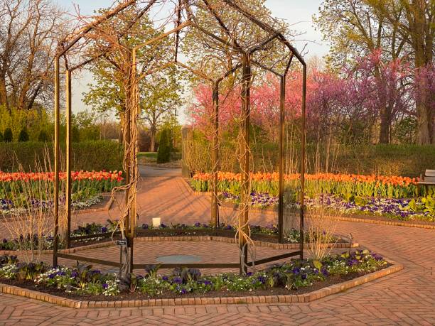 istock Tulip in Cantigny park-Wheaton, Illinois 1489287646