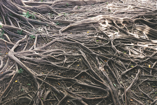 Banyan tree roots on the forest ground for nature background.