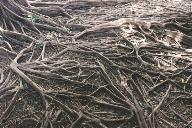 корни баньянового дерева на лесной земле для фона природы. - wilderness area close up leaf plant стоковые фото и изображения