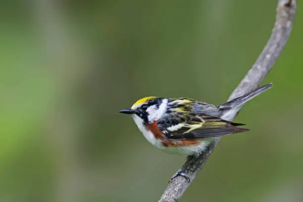Photo of Male Chestnut-sided Warbler, Setophaga pensylvanica, perched in a tree