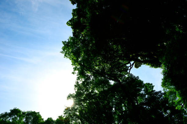Looking up at natural frame of treetops in springtime against blue sky.