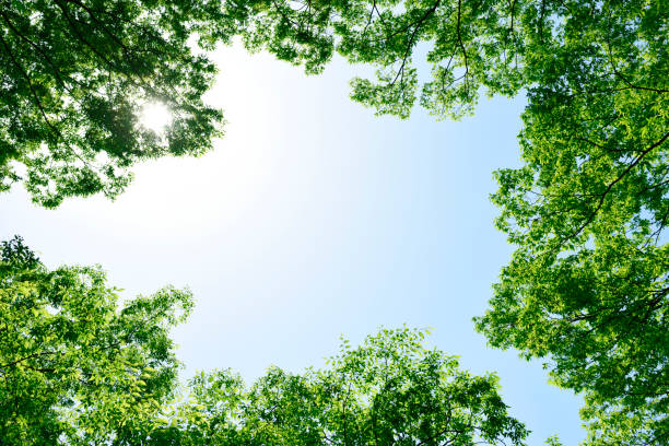 Looking up at natural frame of treetops in springtime against blue sky.