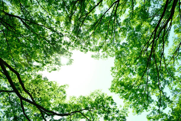 istock Looking up at natural frame of treetops in springtime 1489307719