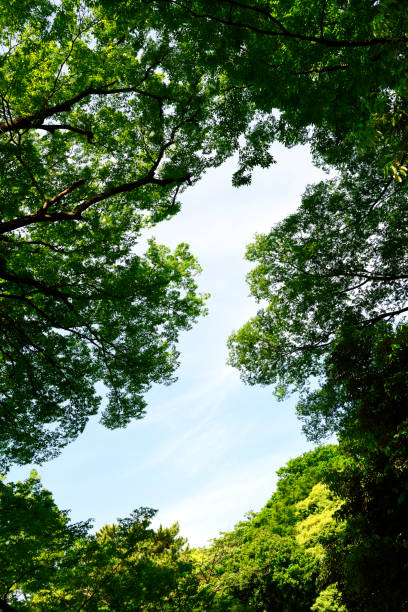istock Looking up at natural frame of treetops in springtime 1489307720