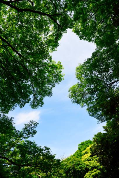 istock Looking up at natural frame of treetops in springtime 1489307721