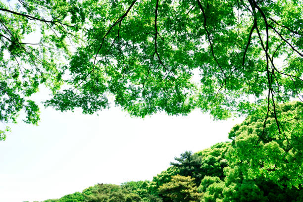 Looking up at natural frame of treetops in springtime against blue sky.