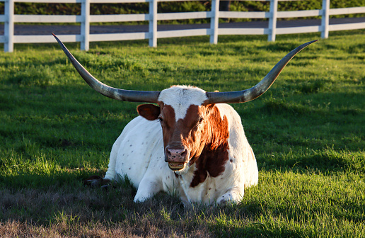 Relaxed longhorn in a Texas pasture