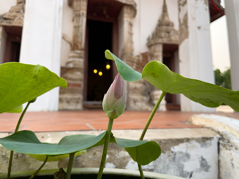 Lotus buds and lotus leaves were planted in the temple area.