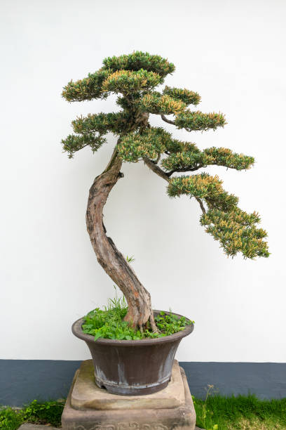 istock Bonsai tree against white wall in a park 1489312675