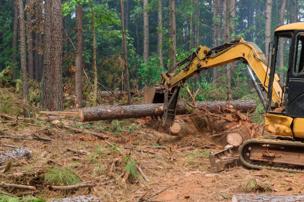 istock It is an uprooting of trees using a tractor manipulator, then lifting logs on a platform to prepare land for the construction of a housing development. 1489314203